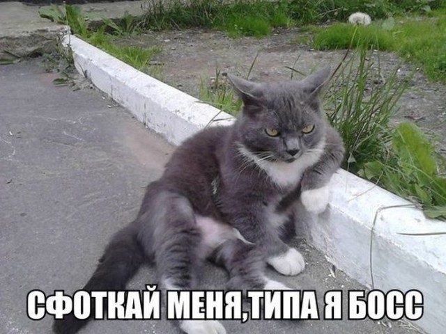 Польза от котов