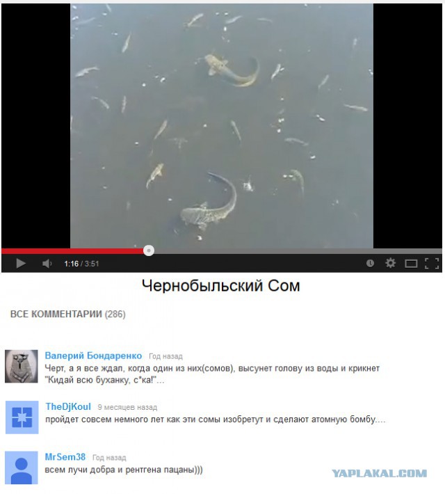 Смешные комментарии из социальных сетей.