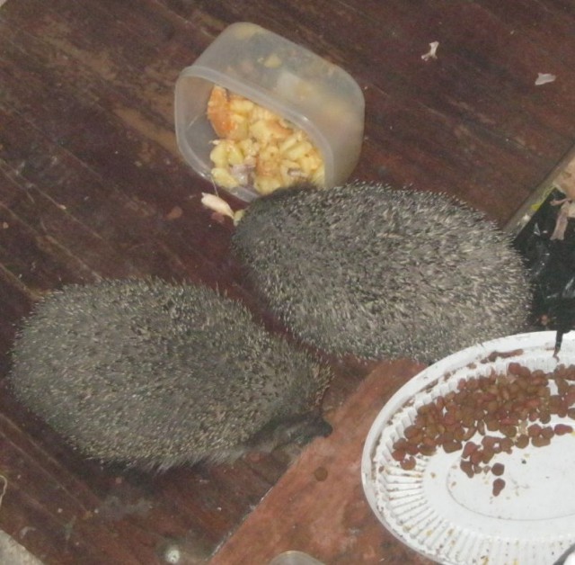 Первый Йожик 2014