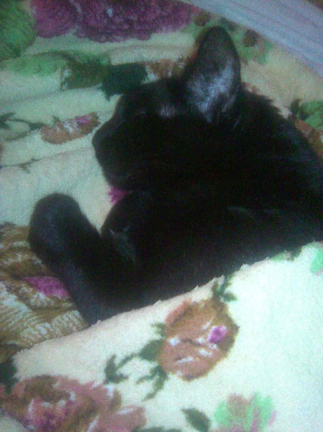 С Котовторником!