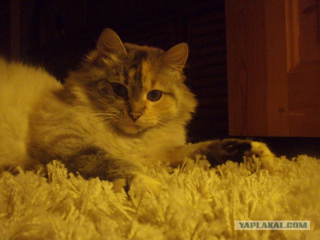 Котовторник 17.06.2014