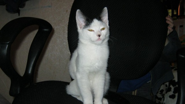 Котовторник 24.06.2014