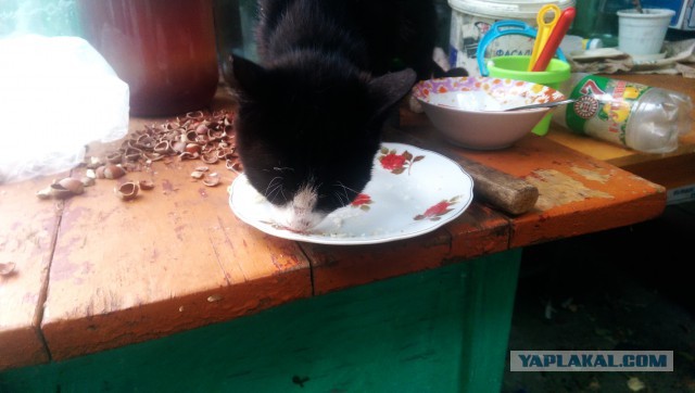 Котовторник 12.08.2014