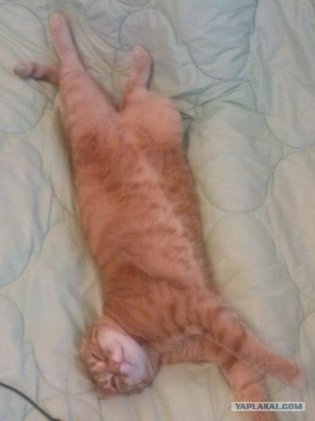 Котовторник 7.10.2014
