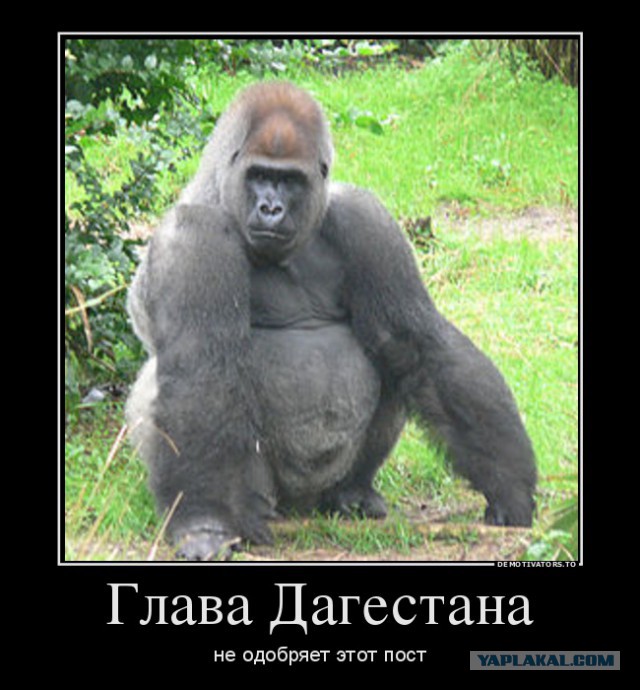 Четкий кортеж главы Дагестана