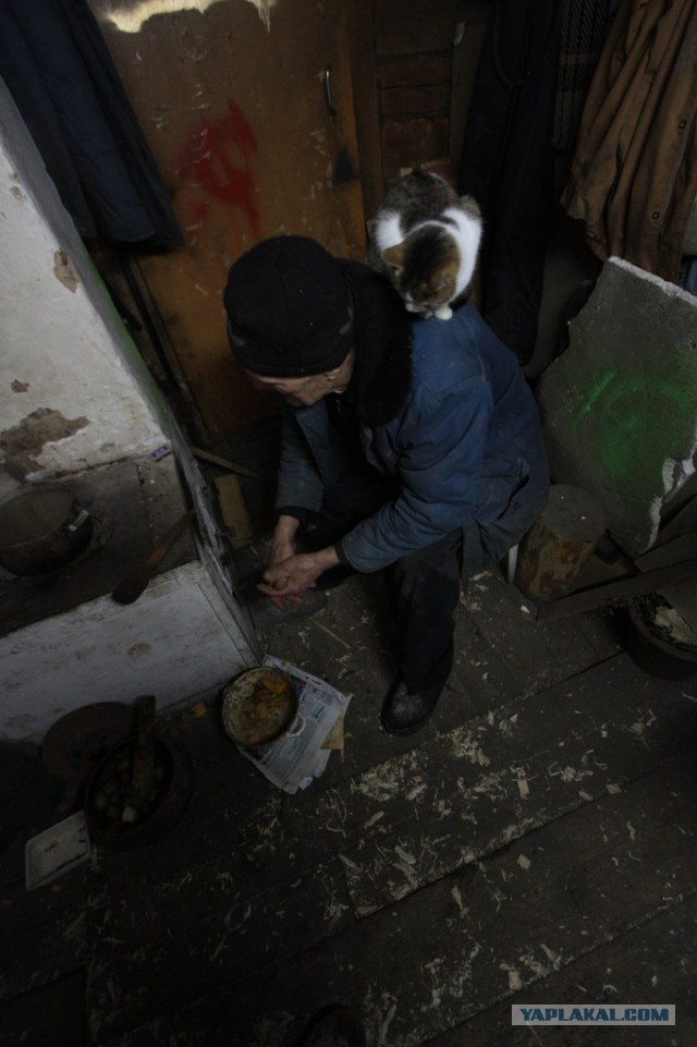 Деды и коты