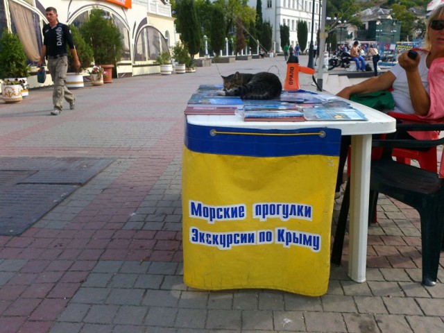 Котовторник 13.10.2015