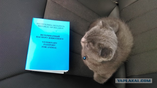 Наш засранец