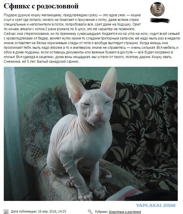 Кому кошечку?