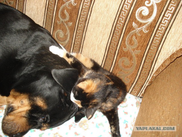 Котовторник 17.05.2016
