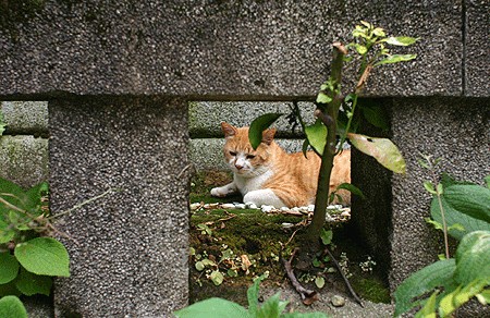 Объемные кошки (3d-cats)