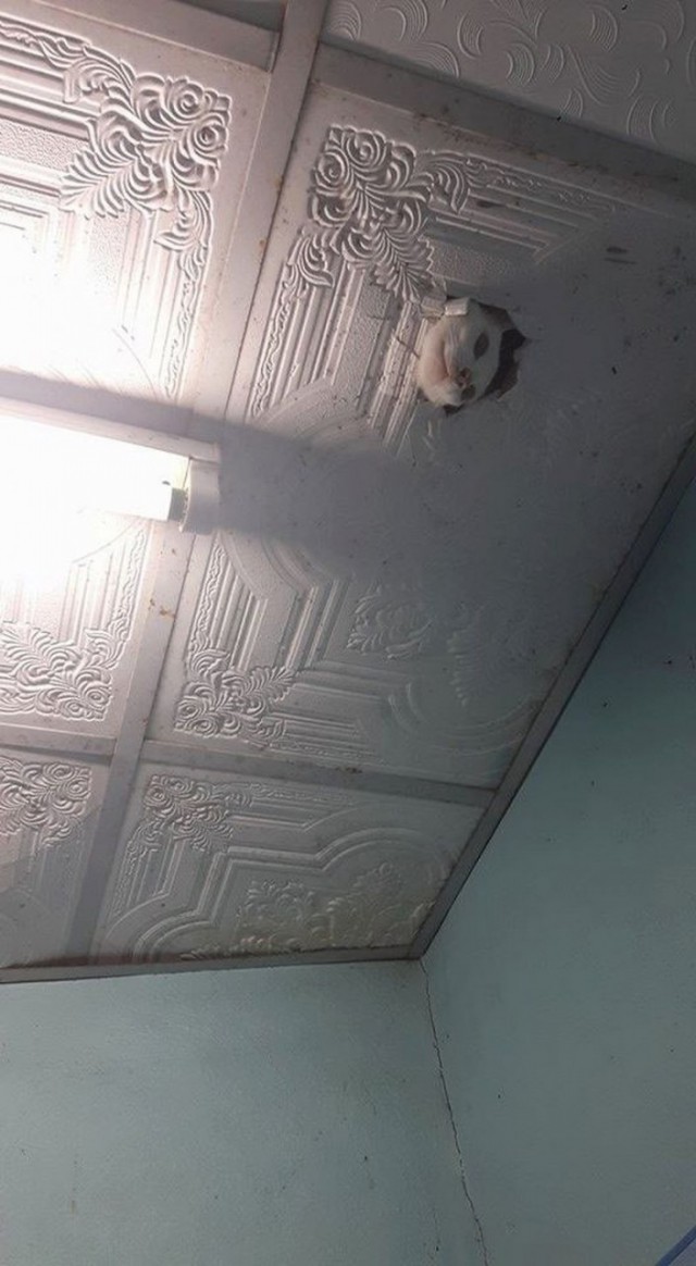 Коты из сети