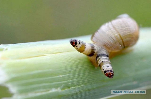 Православие в России деградирует и обречено на вымирание