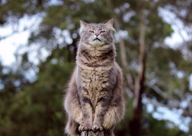 Коты из сети