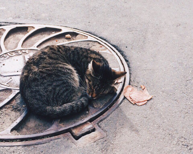 Коты и Кошки