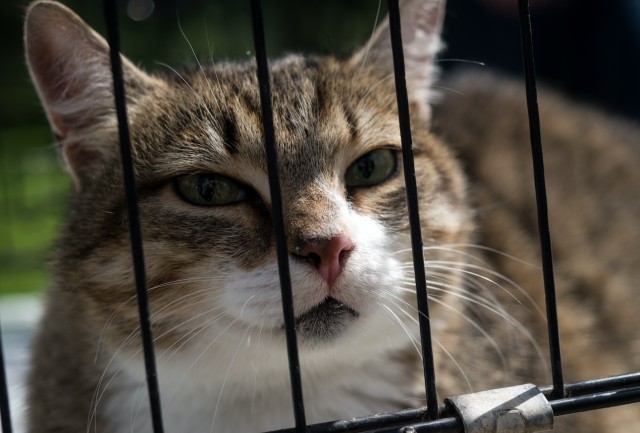 В Омске 40 голодных кошек обглодали умершего хозяина и стали есть друг друга