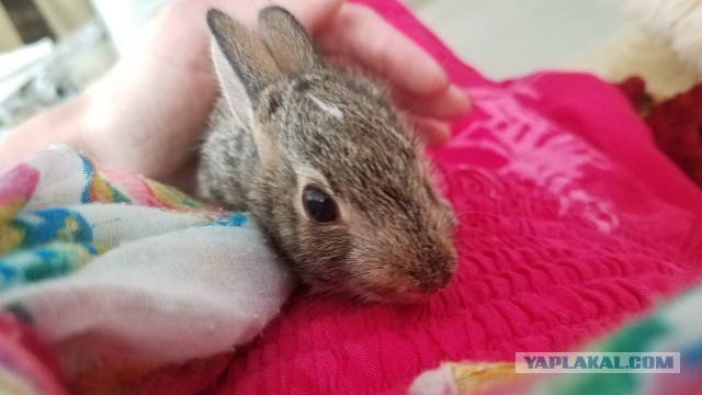 Просто Природа