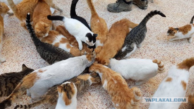 Кошачий приют в Алеппо