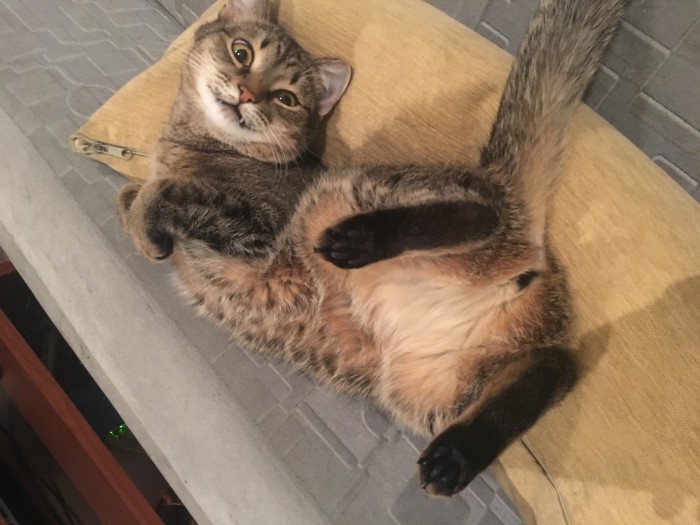 Котовторник 20.03.2018