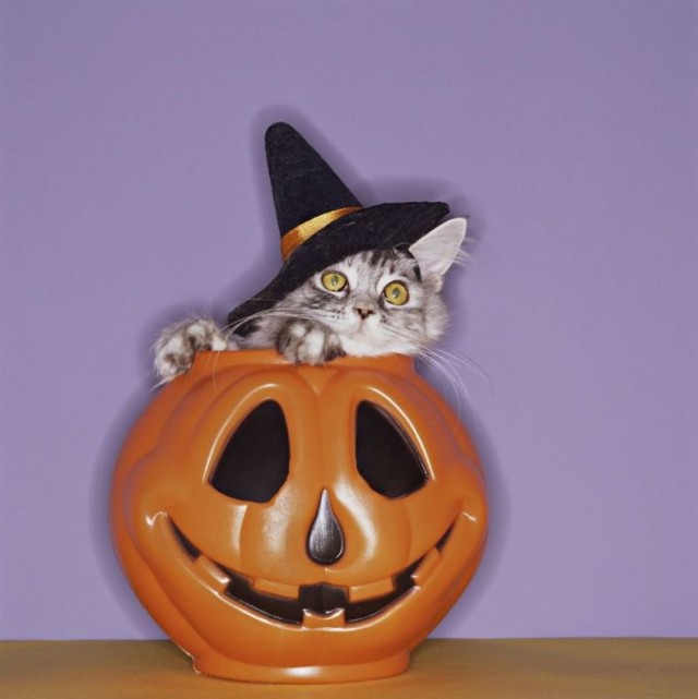 УРРААА ! Котовторник на ЯПлакалъ !