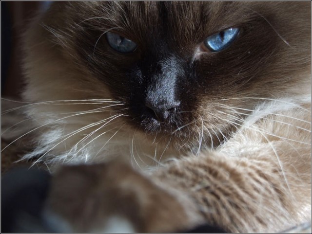 Котовторник 1.02.2011