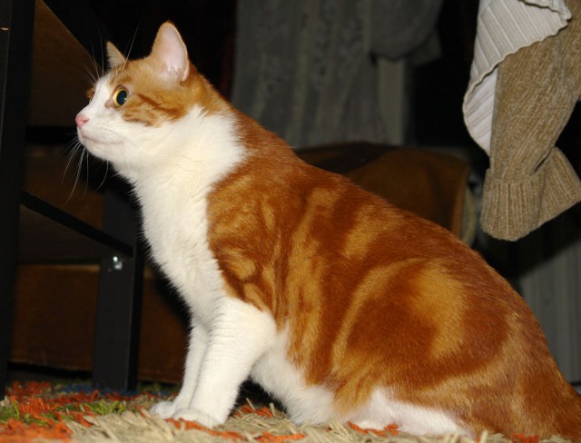 Для чего созданы коты
