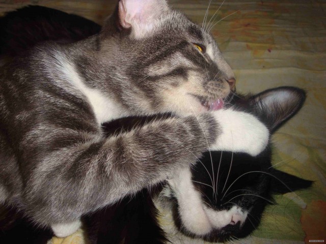 Котовторник с Кузей
