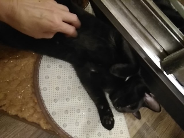 Котовторник 13-11-2018