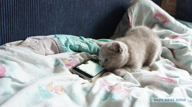 Котовторник (начало в супермаркете!)