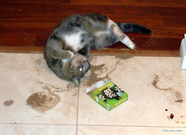 Котовторник!