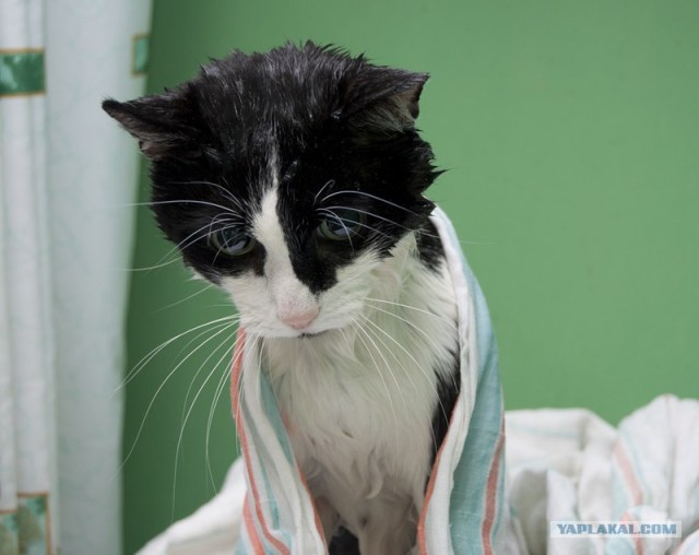 Котовторник 06.12.2011