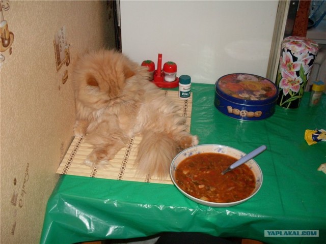 Котовторник 24.04.2012