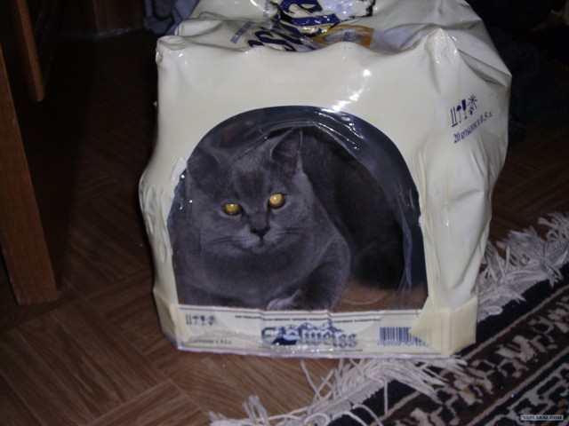 Котовторник 03 07 2012