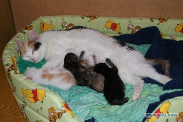 Час назад принял роды у своего котэ ))