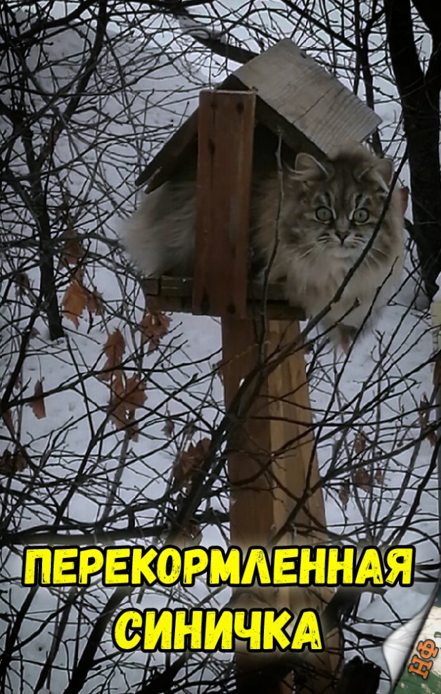 Нестандартный юмор