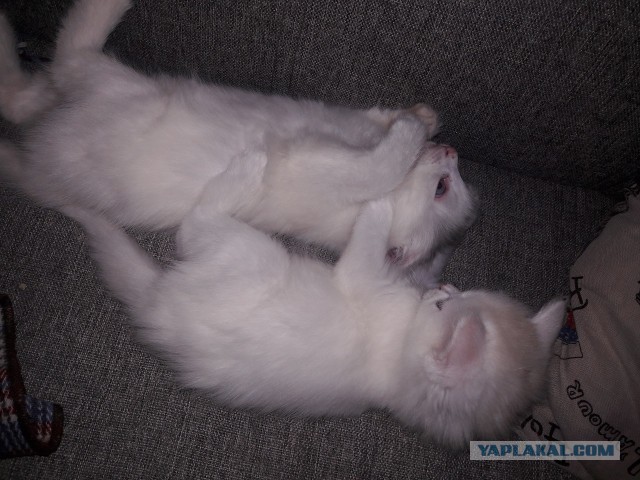 Раздаем котят в добрые руки.