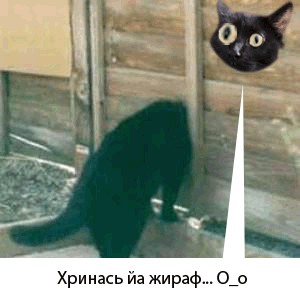 Киса хочет жабы