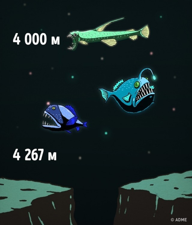 Насколько глубок океан на самом деле?