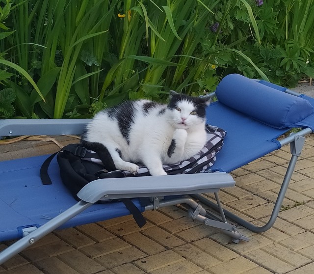 Котовторник 13.10.2020