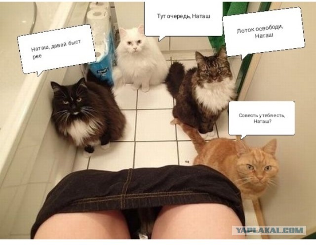 Наташа, вставай!