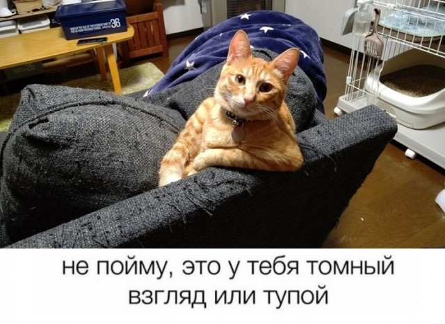"Солянка" из картинок для улыбнуться или позалипать в среду