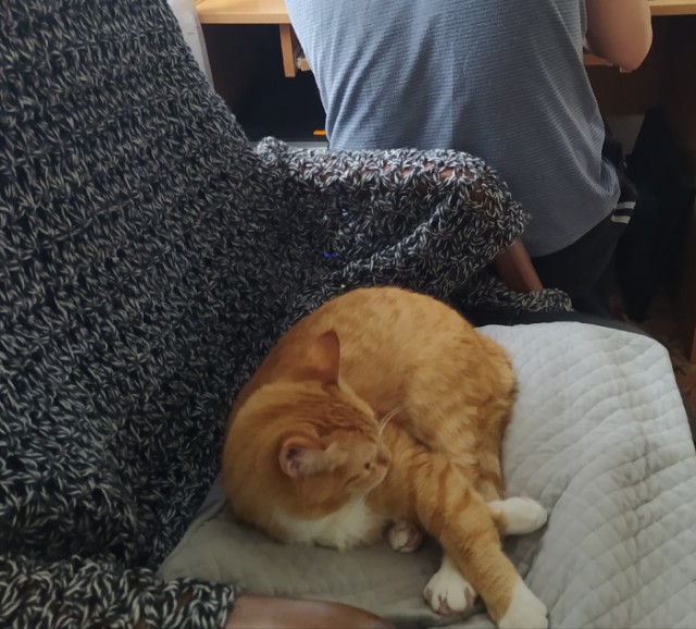 Даешь котовторник!