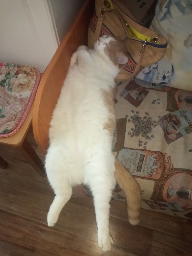 Кот Василий