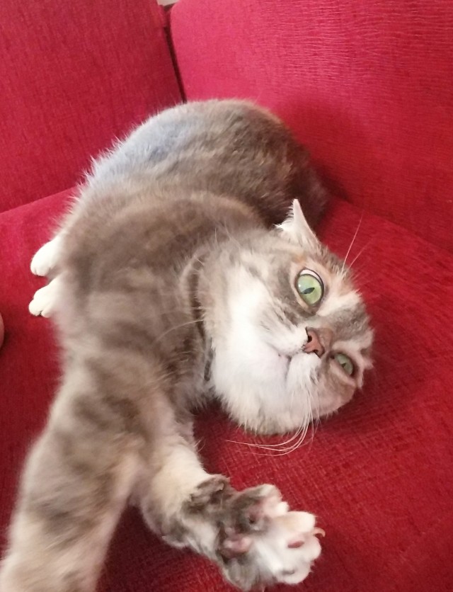 А это мой котан к котовторнику