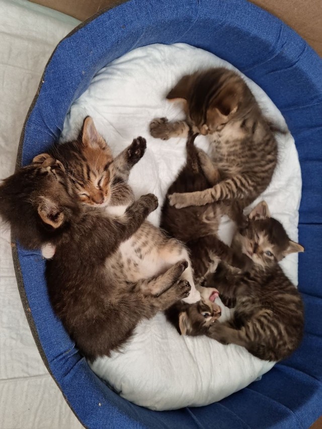 Котоферма