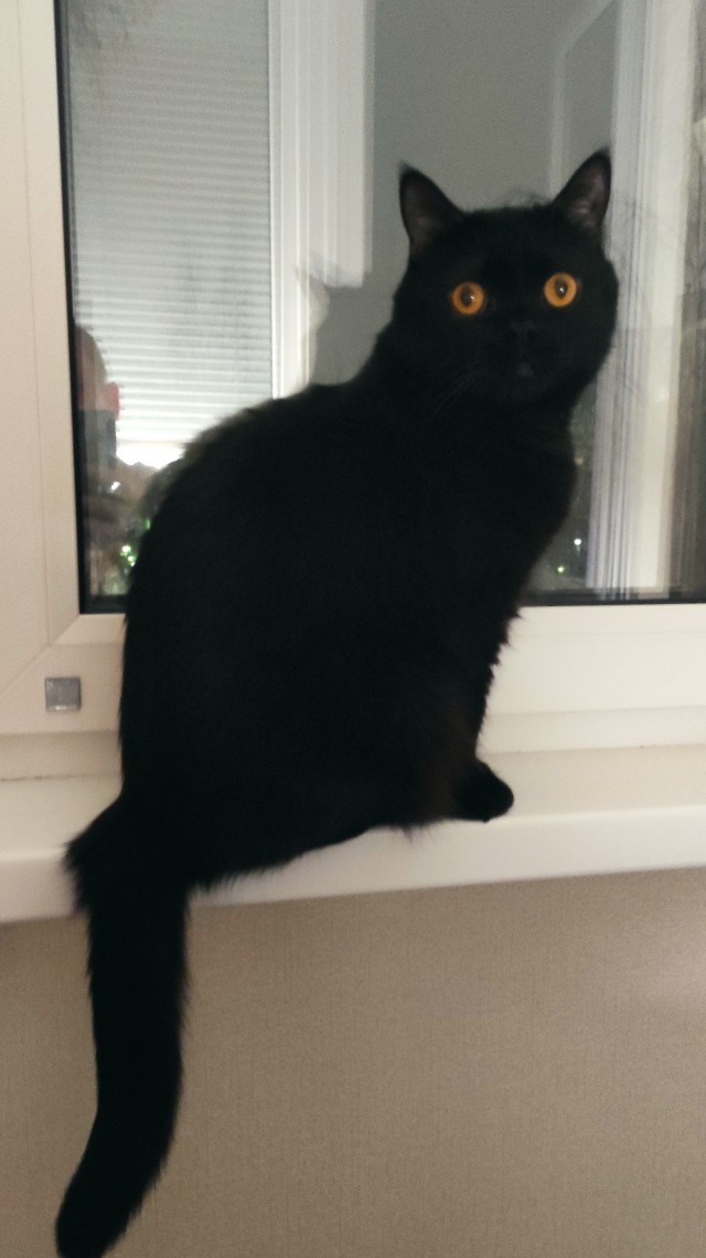 Котовторнику посвящается