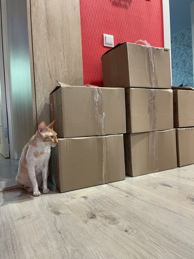 Мой вариант размещения коллекции болидов Формулы 1