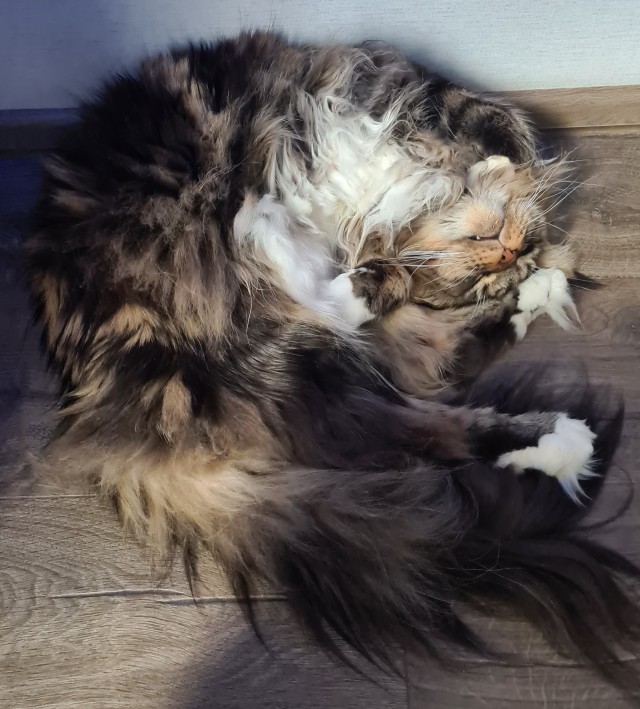 Котовторник в картинках