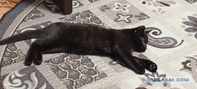 Не котовторник, но принимайте дважды