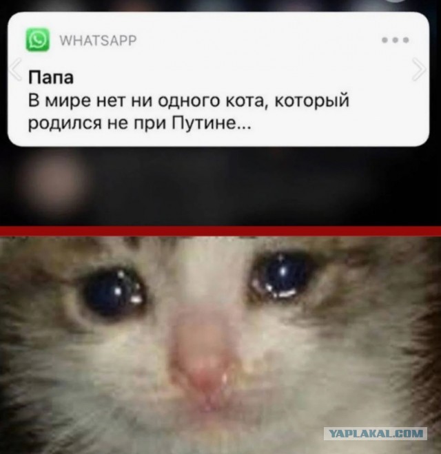 Жители Приморья массово жалуются на нападение тигров